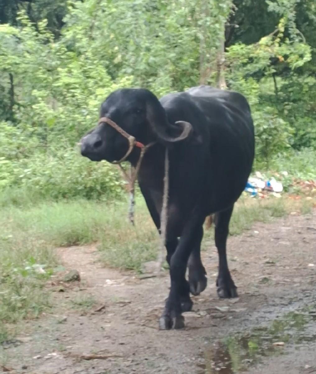 ખડેલી વેચવાની છે