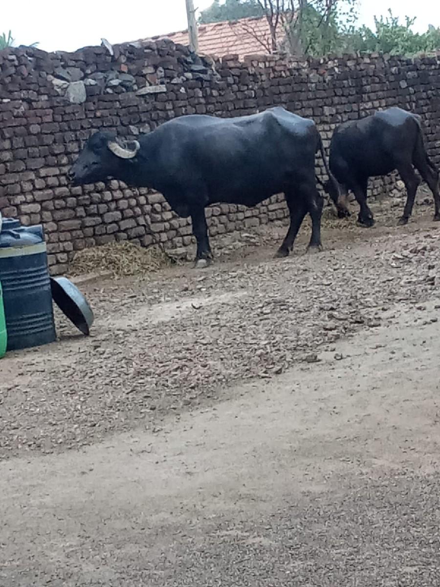 Bharat chavda. 9023869580