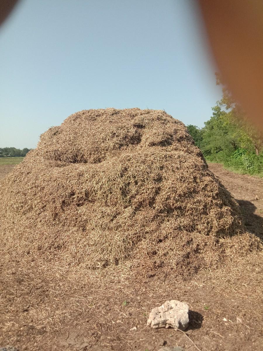 માડવીયુ