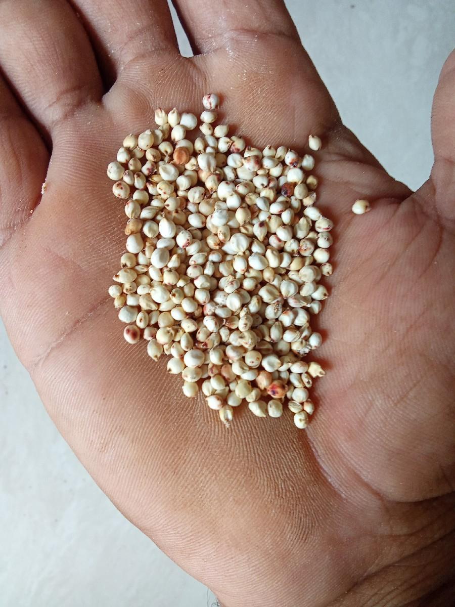 જુવાર નુ બીયારણ વેચવા નુ છે