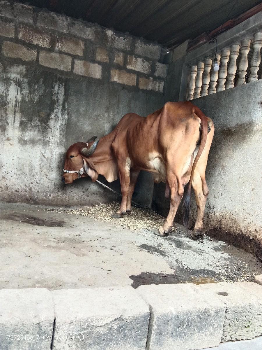 થંબનેલ 2