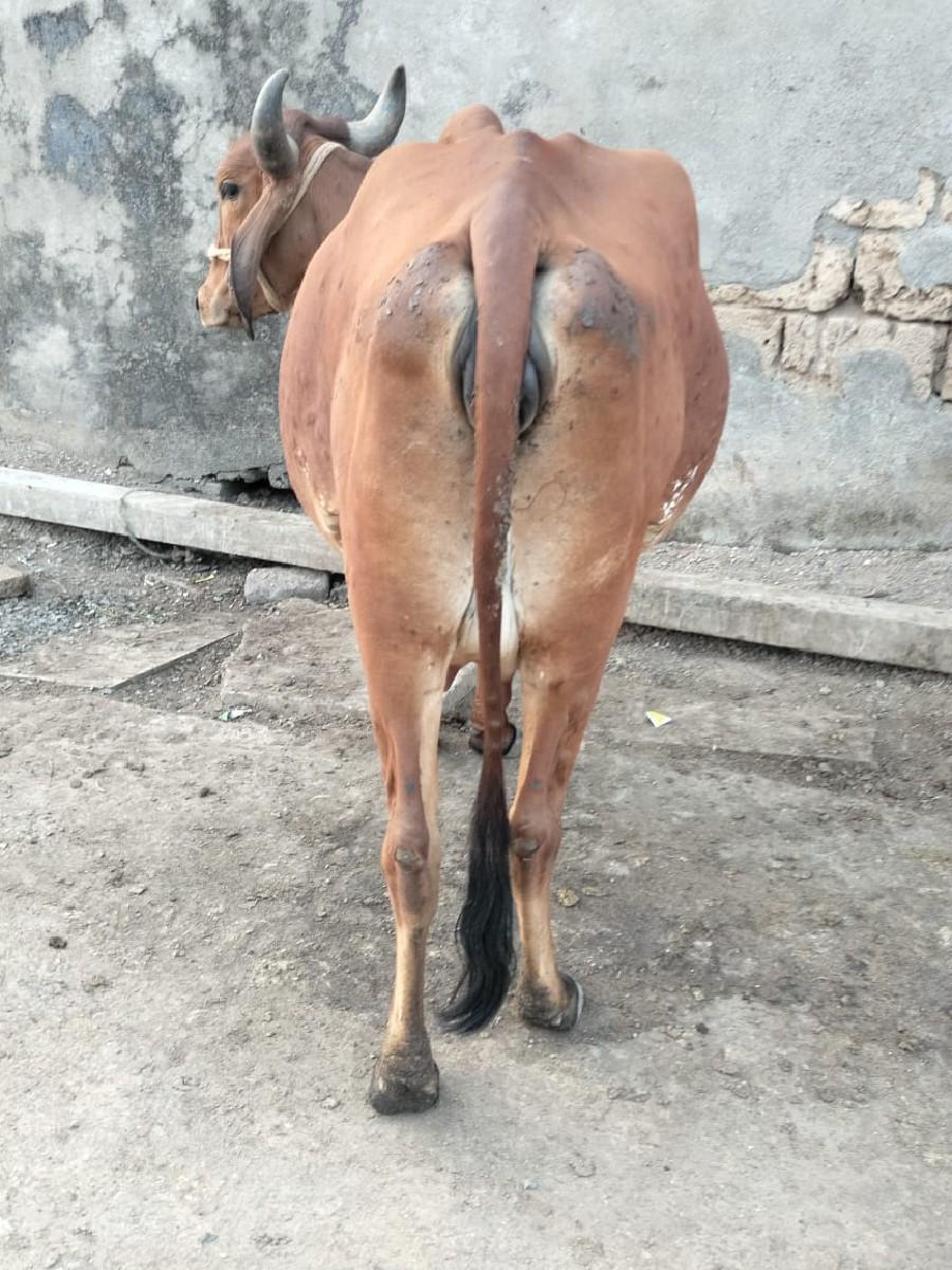 થંબનેલ 3