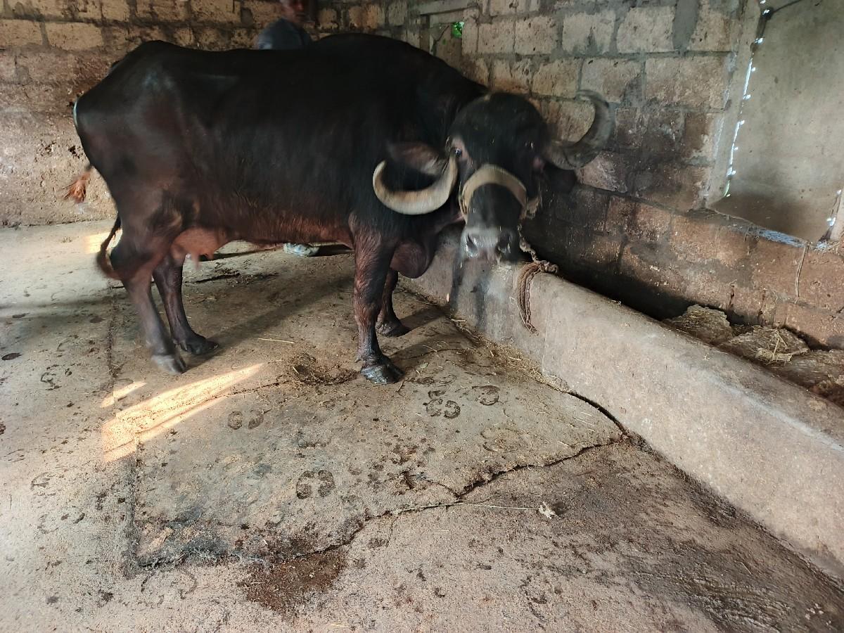 તાજી વયાણી નિચે  પાડો છે