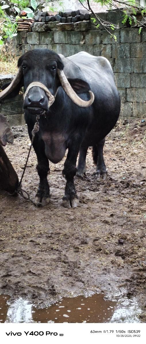 થંબનેલ 3