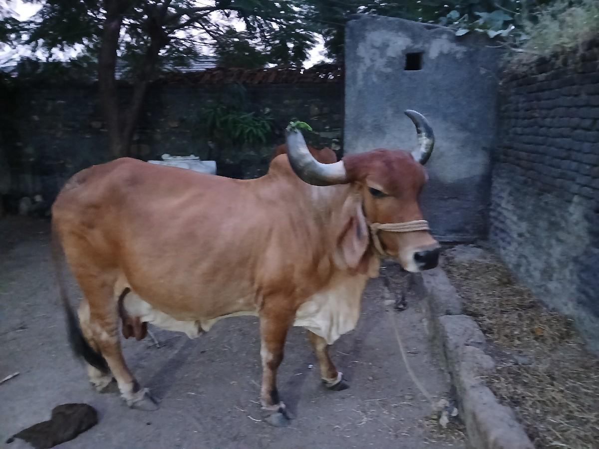 થંબનેલ 2