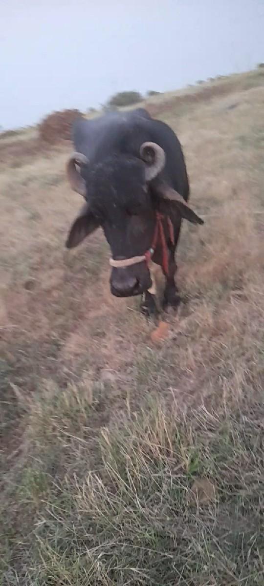 ભેંસ વેચવાની છે