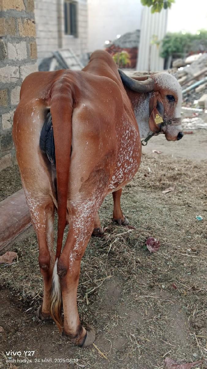 થંબનેલ 3