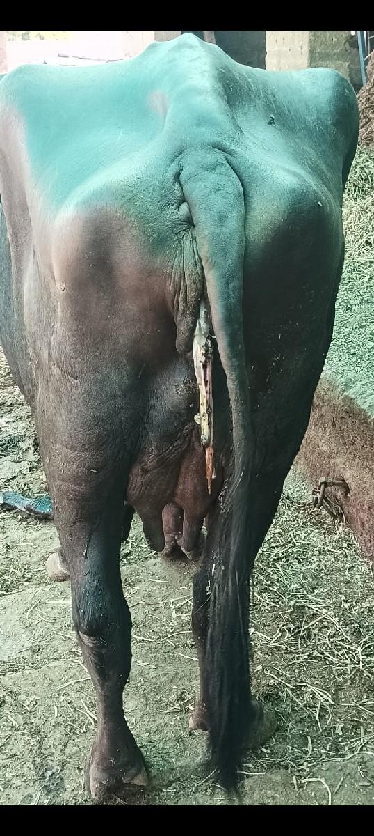 થંબનેલ 3