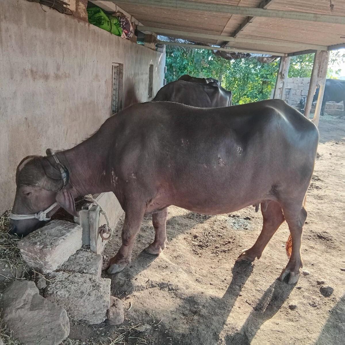 થંબનેલ 2