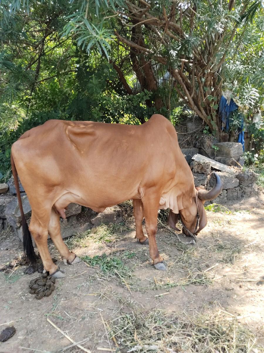 ગીર ગાય વેસવાની સે કિંમત 13000
