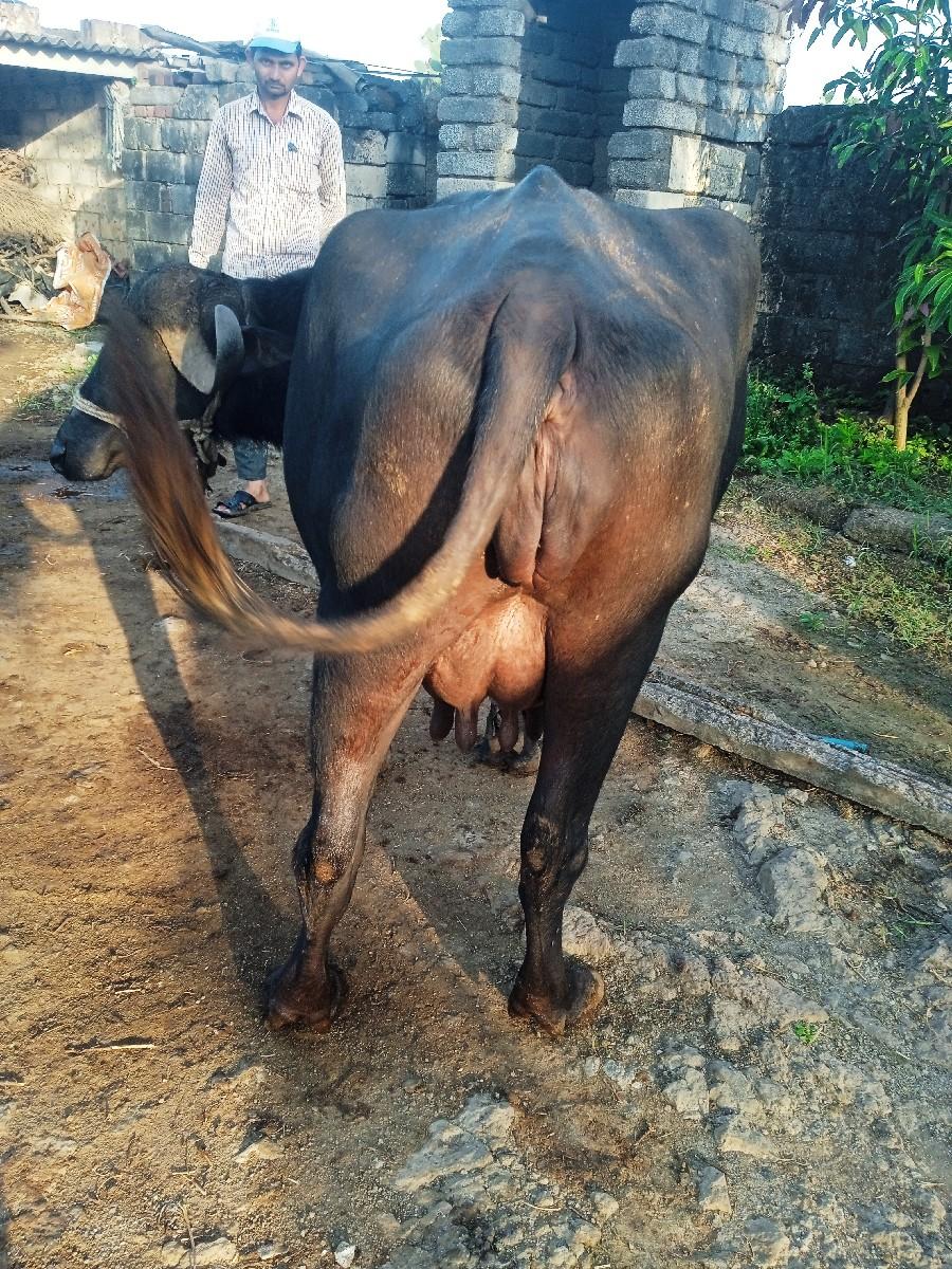 થંબનેલ 2