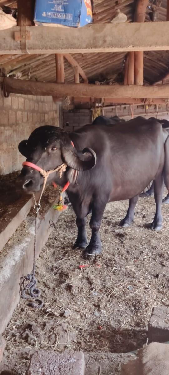 બીજું વેતર છે