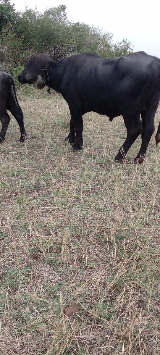 પાડો વેચવાનો છે