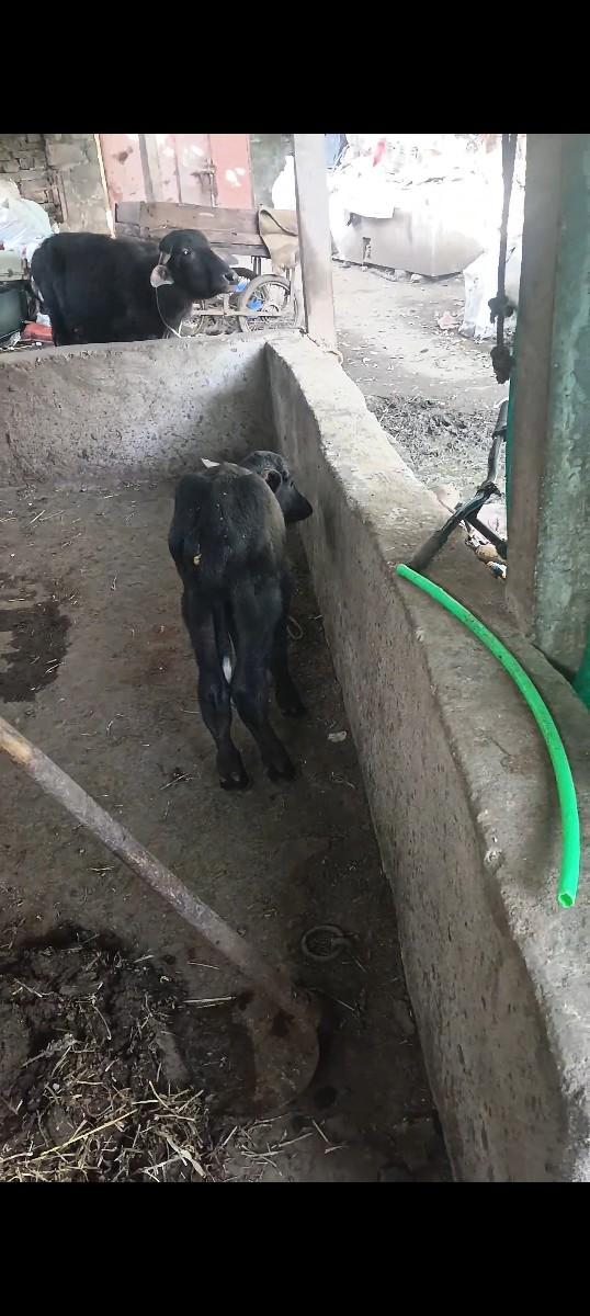 થંબનેલ 3