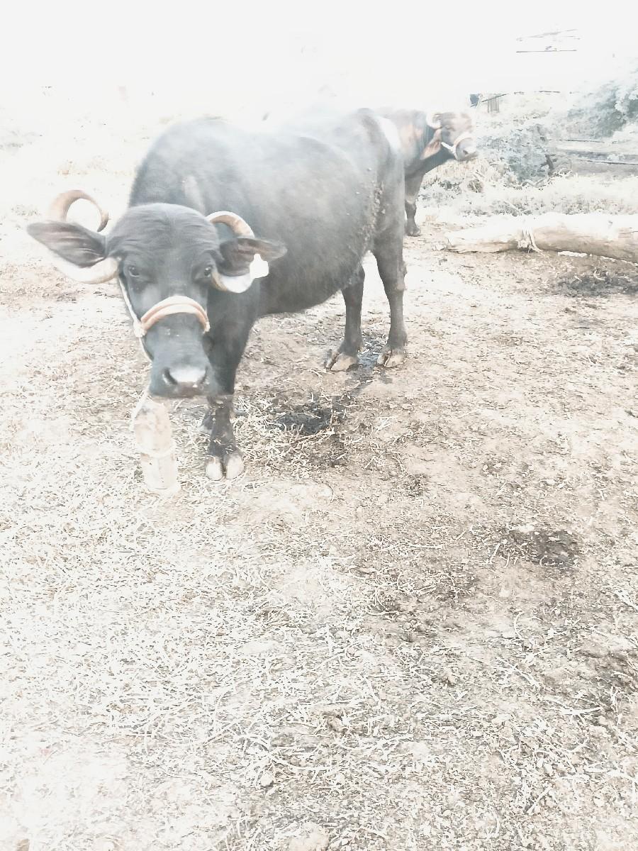 ભેંસ વેચવાની છે