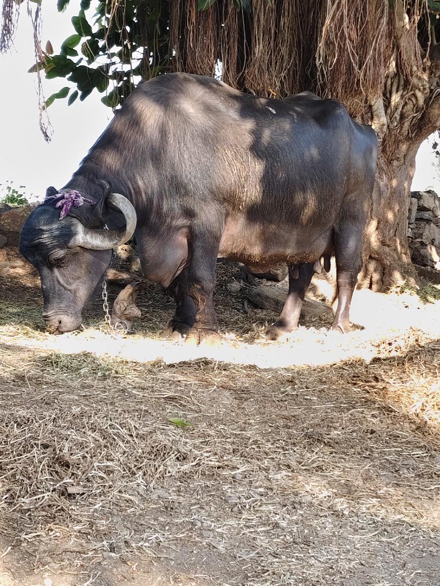 ભેંશ બેસવાની