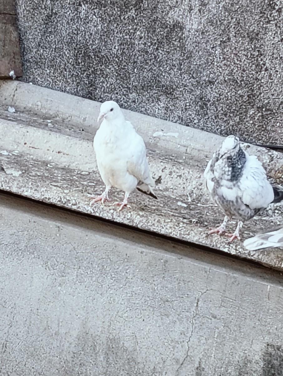 વેચવા ના છે