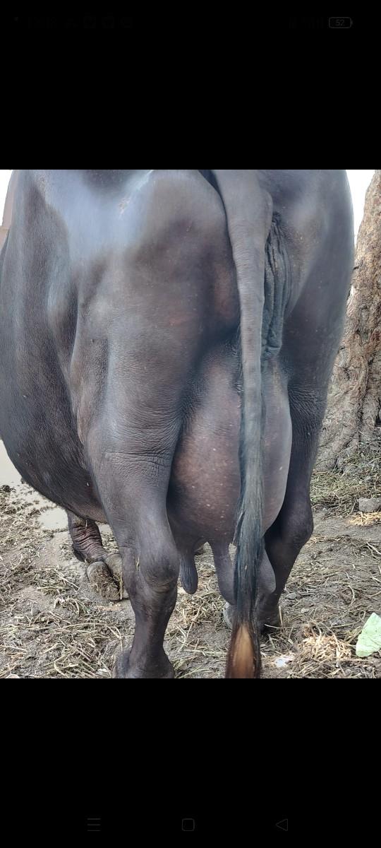 થંબનેલ 6