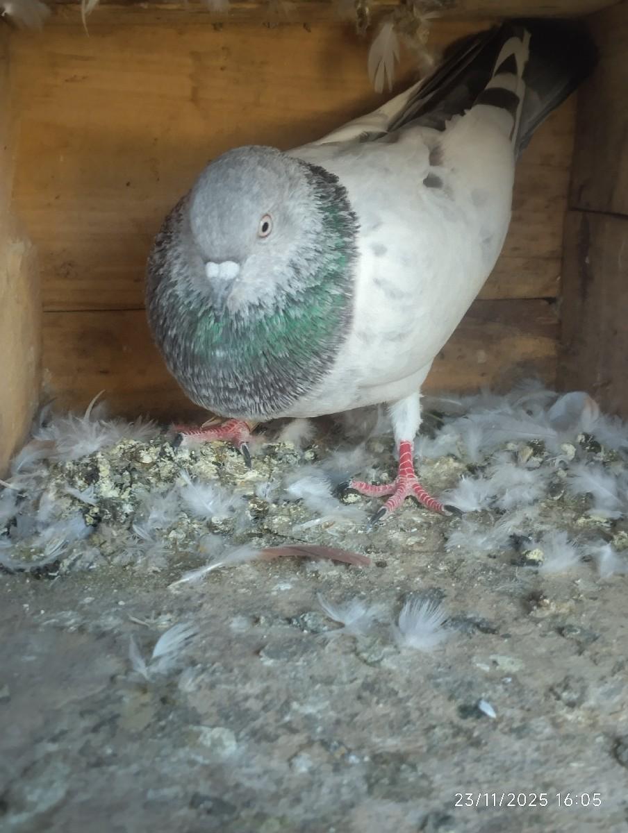 થંબનેલ 3