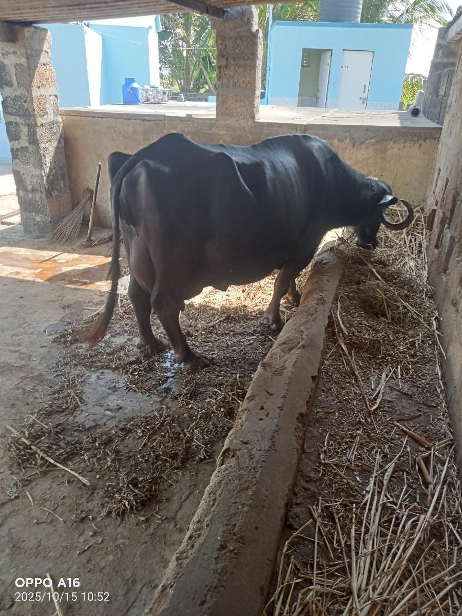 થંબનેલ 3