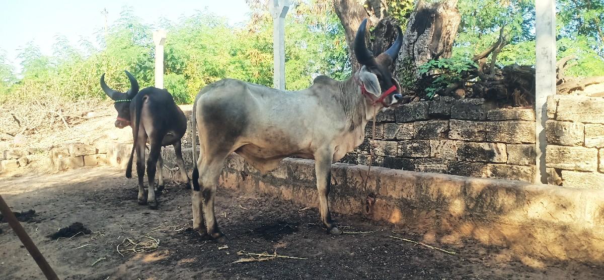 થંબનેલ 3