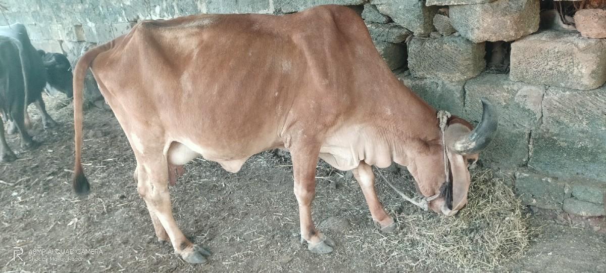 થંબનેલ 2