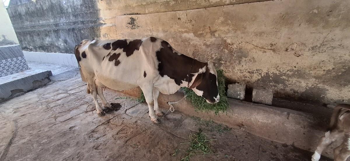 થંબનેલ 3