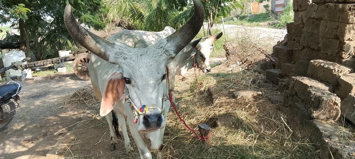 થંબનેલ 2