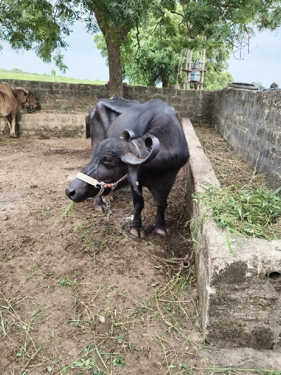 ભેંશ વેચવાની છે