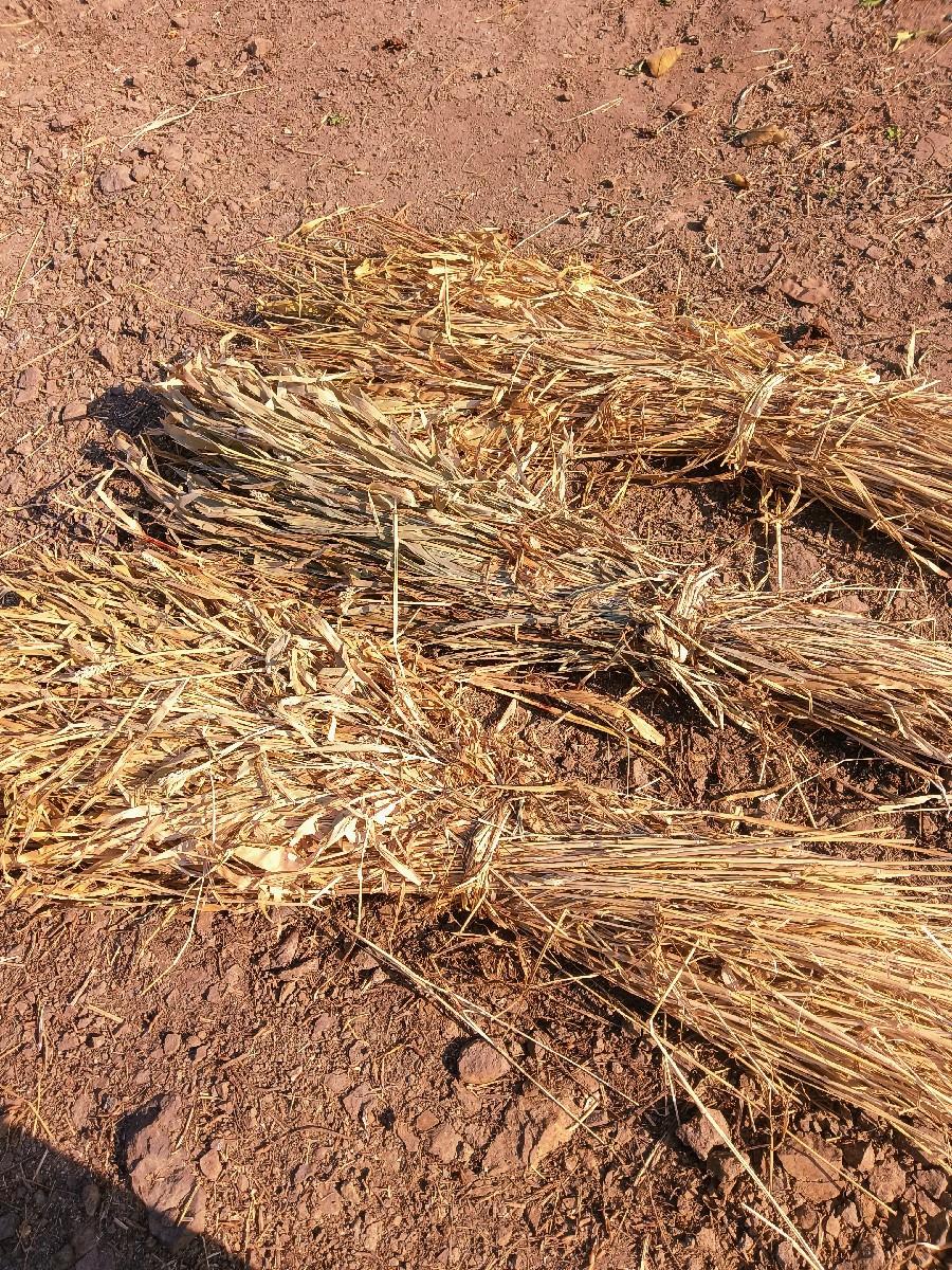 જવાર નો ચારો વેચવાનો છે.