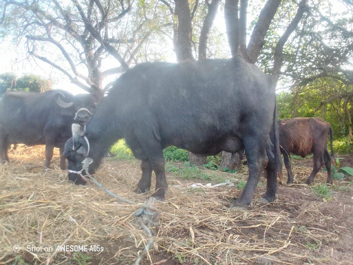 થંબનેલ 2