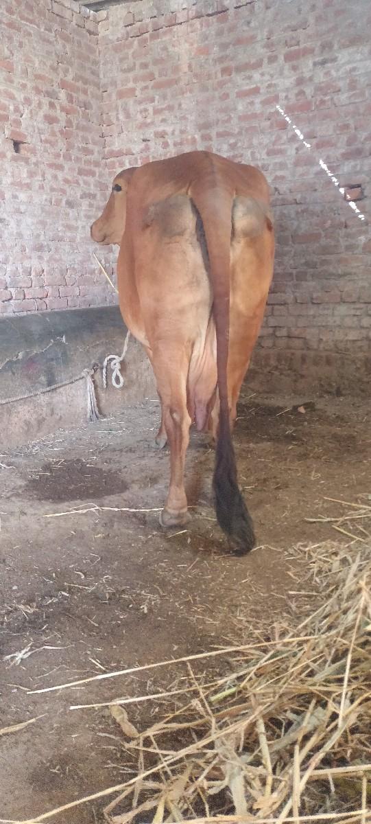 થંબનેલ 3