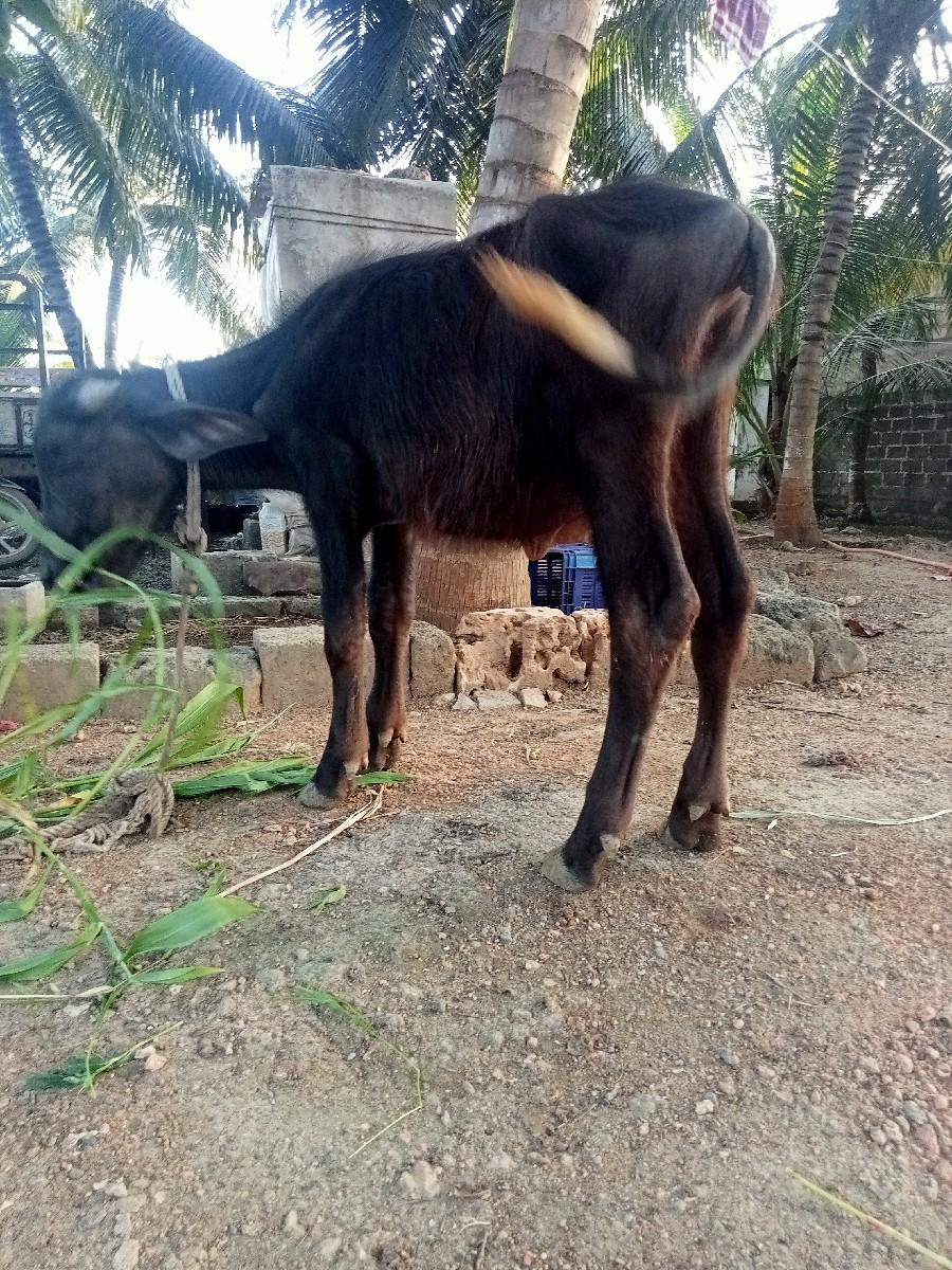 થંબનેલ 2