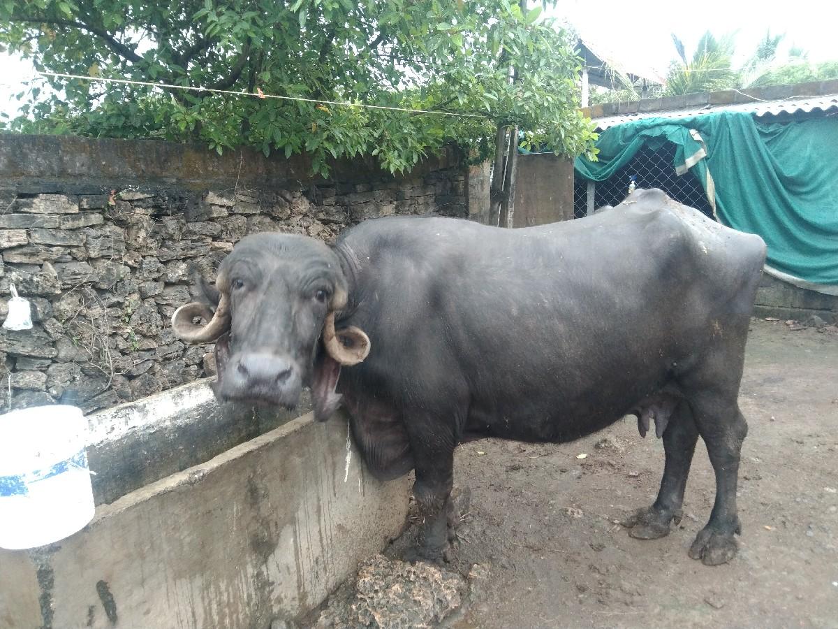 થંબનેલ 2