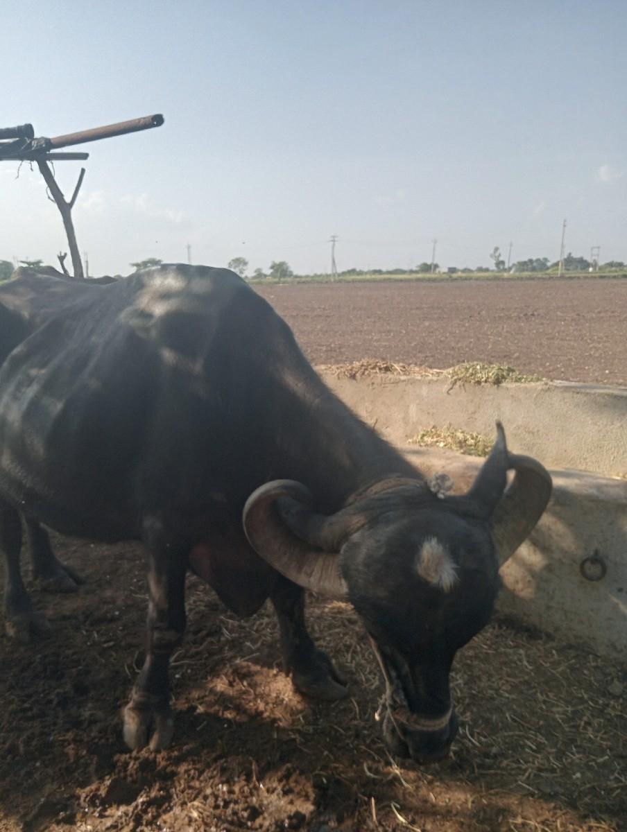 થંબનેલ 2