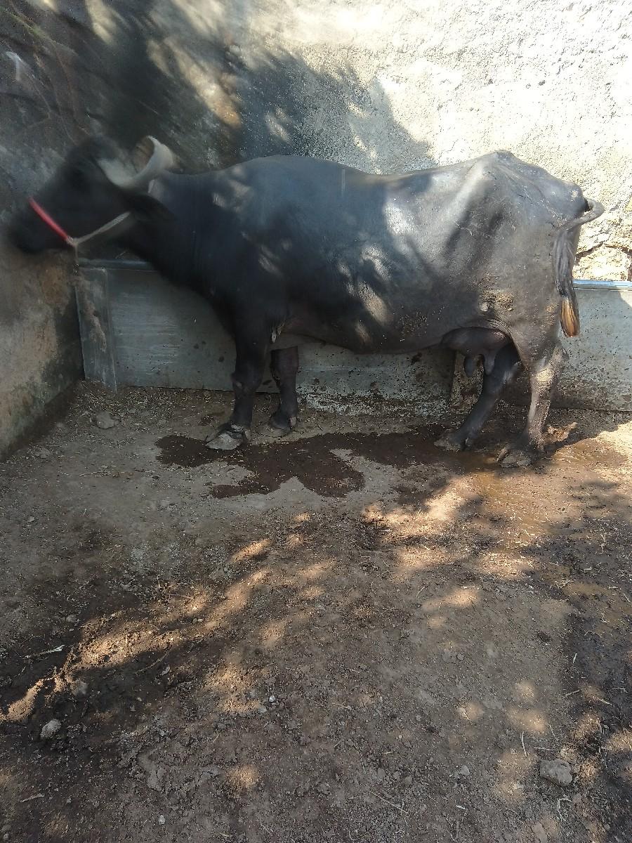 ભેંસ વેચવાની છે