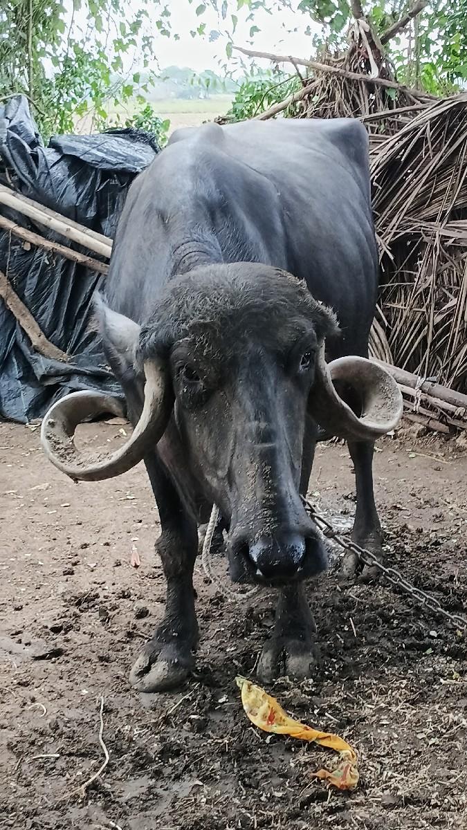 थंबनेल 3