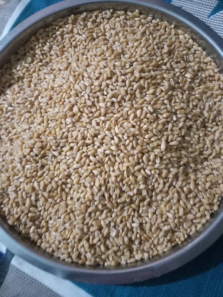 બીના ઘવ 513 બીયારણનાછે