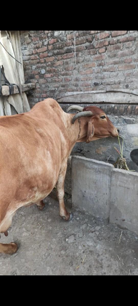 2ગાય 1 હોડકી