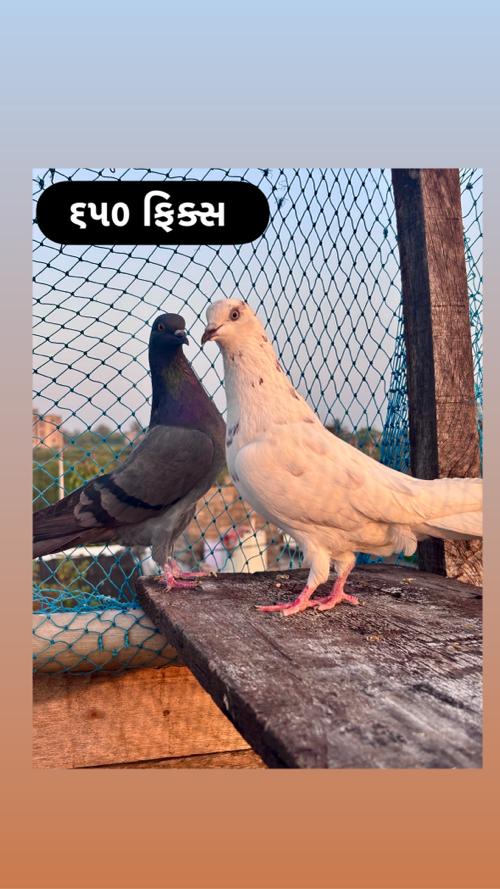 ભાવ માં બે જોડી