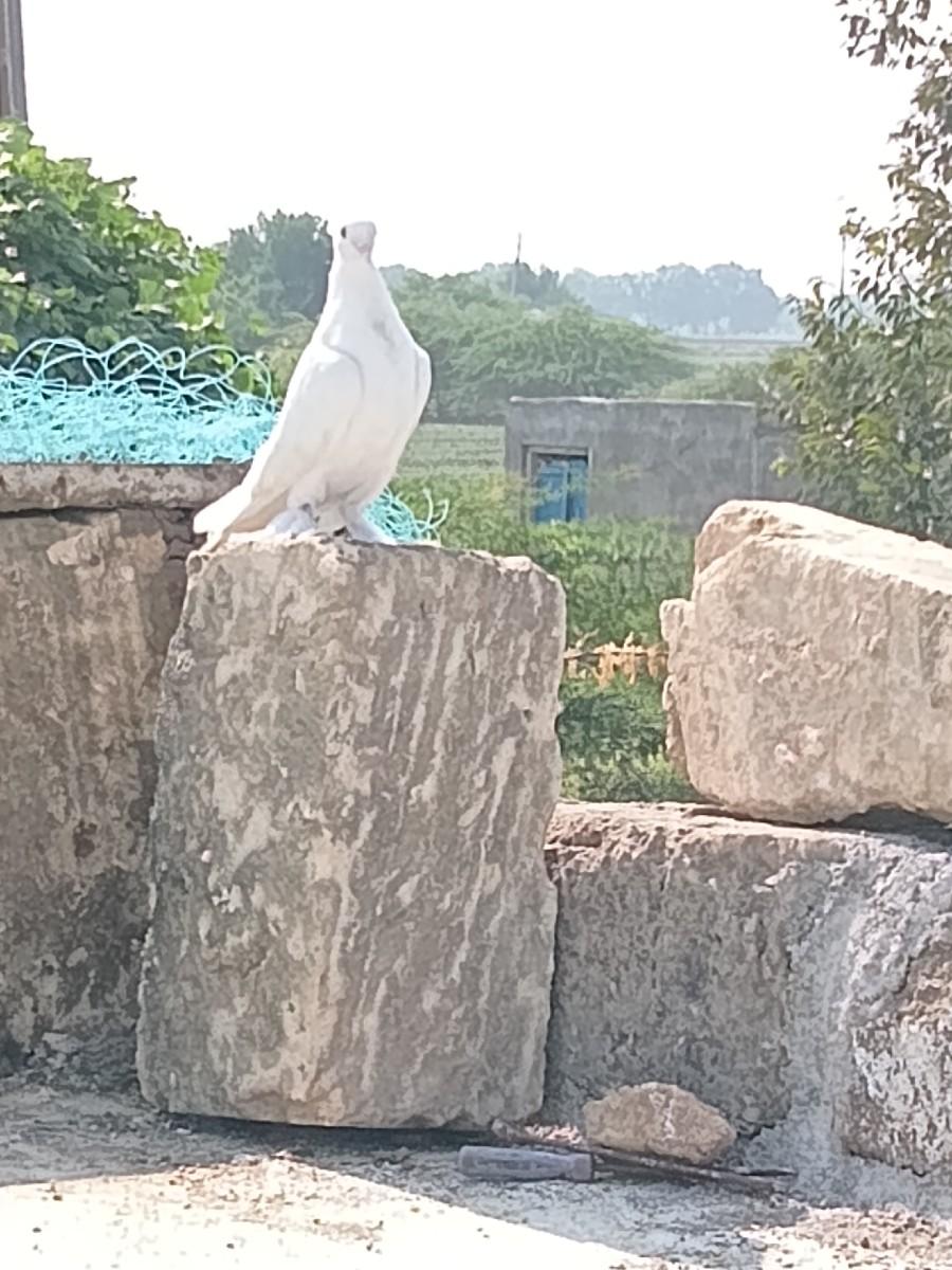 થંબનેલ 3