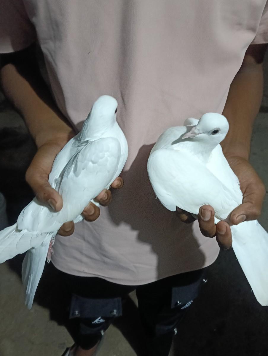 Kabutar De Va Na Che