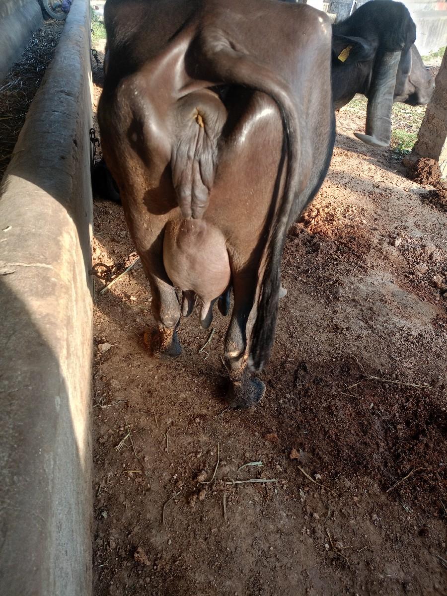 થંબનેલ 2