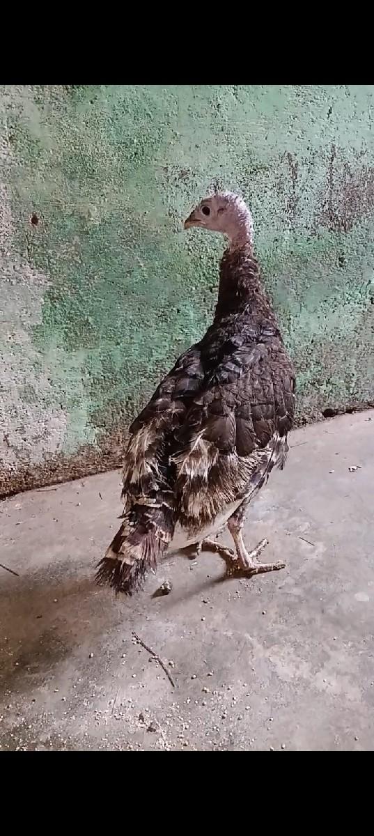 થંબનેલ 3