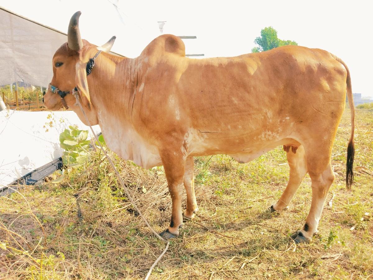 થંબનેલ 3