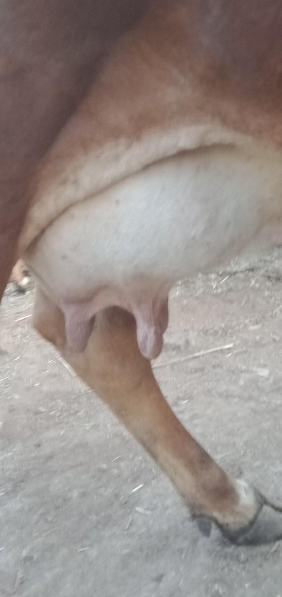 ગાય વેચવાની છે