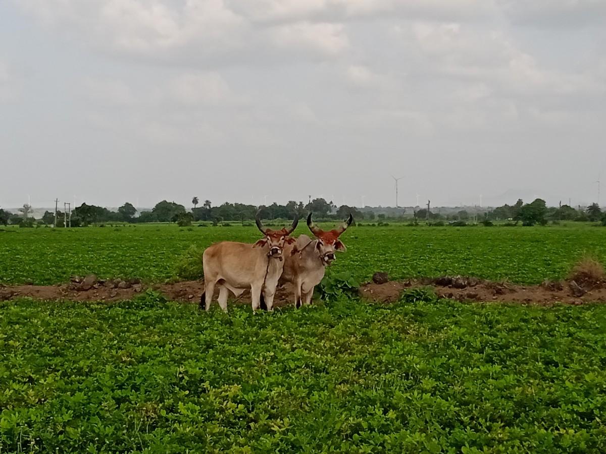 થંબનેલ 2