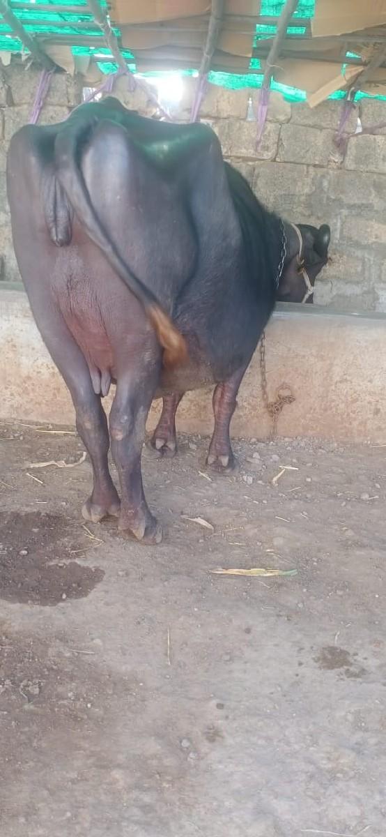 થંબનેલ 3