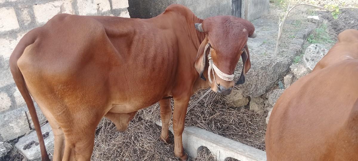 થંબનેલ 2