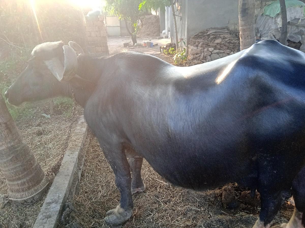 થંબનેલ 3